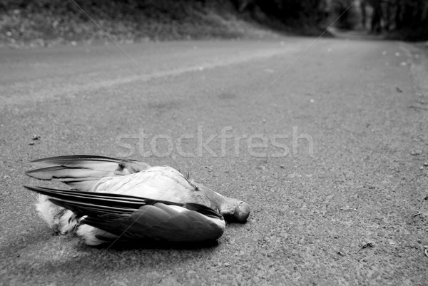道路 殺 國家 木 鴿子 商業照片 © sarahdoow