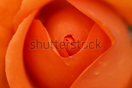 Portocaliu trandafir mugur macro centru pliat Imagine de stoc © sarahdoow