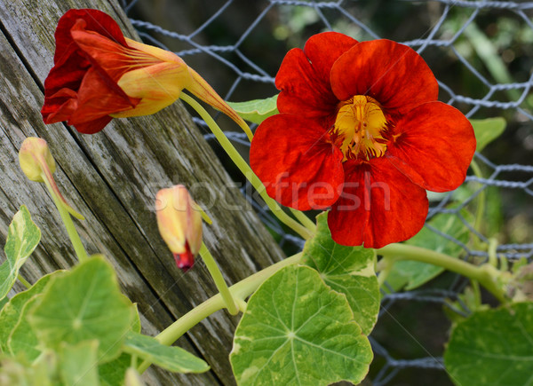 Deep red nasturtium flower growing against green leaves Stock photo © sarahdoow