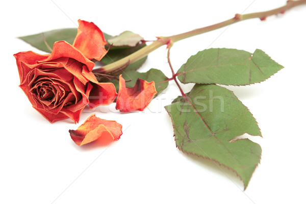 Dying pink rose bloom with dropped petals Stock photo © sarahdoow