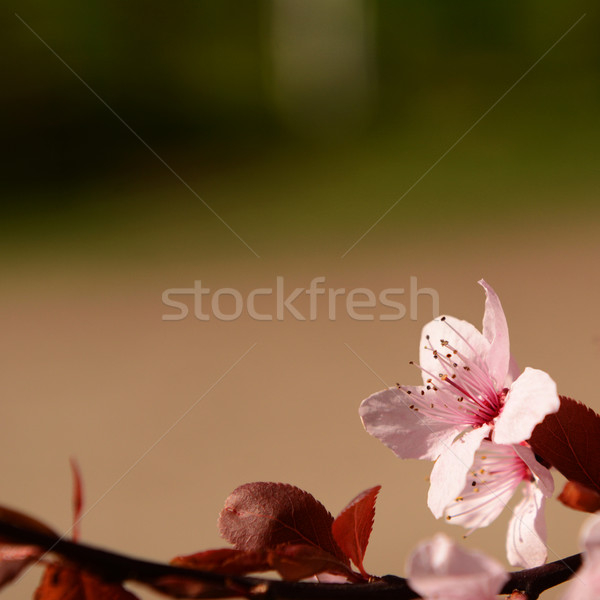 Foto d'archivio: Rosa · fiore · fiore · rosso · fogliame · offuscata