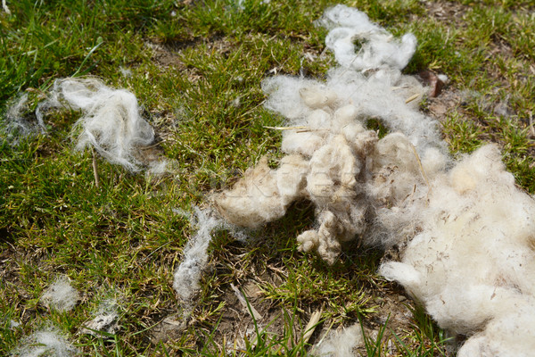 Strands of wool fleece Stock photo © sarahdoow