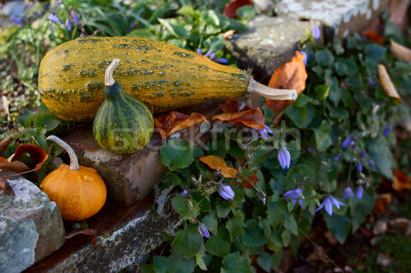 Ornamental gourds on a rustic rockery wall Stock photo © sarahdoow