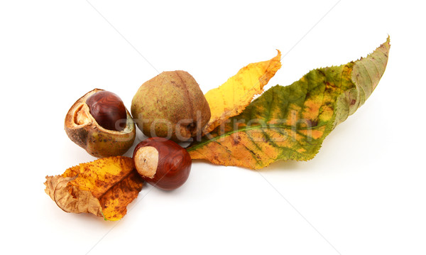 Autumn leaves with conkers and seed cases Stock photo © sarahdoow