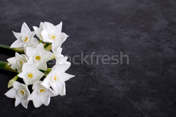 [[stock_photo]]: Parfumé · blanche · fleurs · gris · foncé · espace · de · copie · fleur