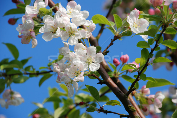 Foto d'archivio: Granchio · mela · fiore · ramo · cielo · blu · cielo