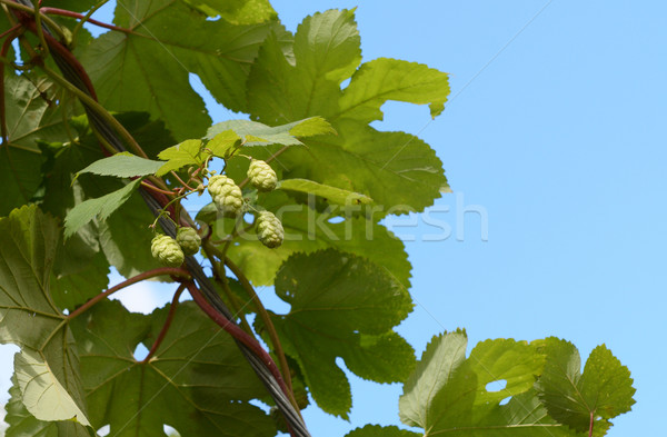 Hops growing on a leafy vine Stock photo © sarahdoow