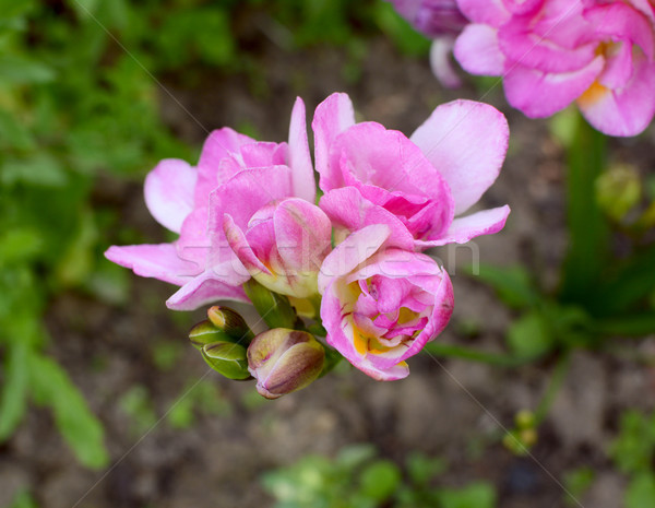 Flower head of a pink freesia with open double blooms Stock photo © sarahdoow