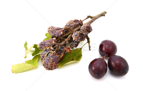 Beschimmeld pruimen contrast vers rijp vruchten Stockfoto © sarahdoow