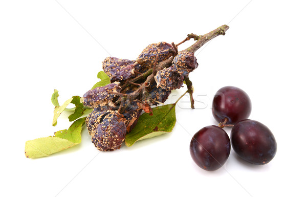 Mouldy, rotting plums in contrast with fresh, ripe fruit Stock photo © sarahdoow