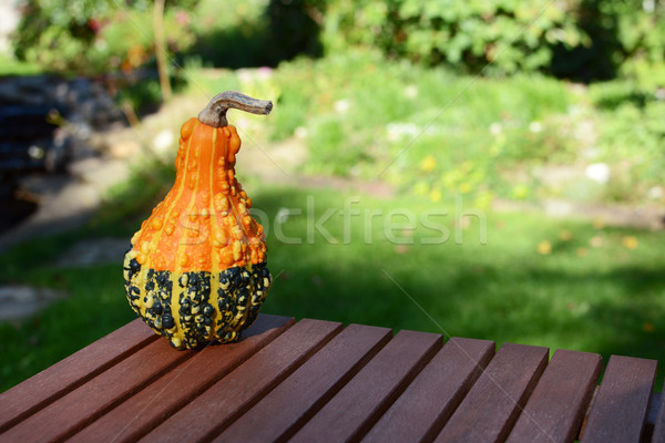 Warty orange and green ornamental gourd on wooden table Stock photo © sarahdoow