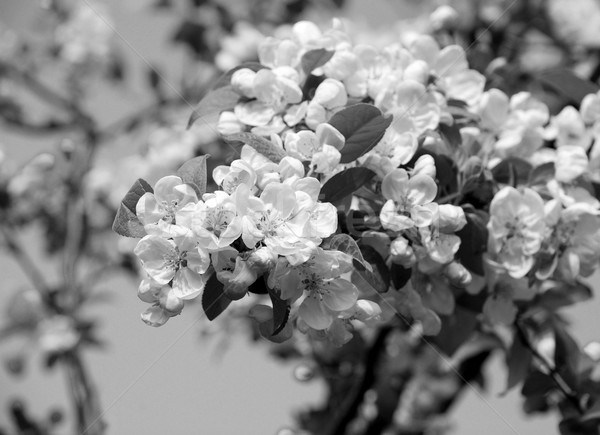 Foto d'archivio: Primo · piano · granchio · mela · fiore · primavera