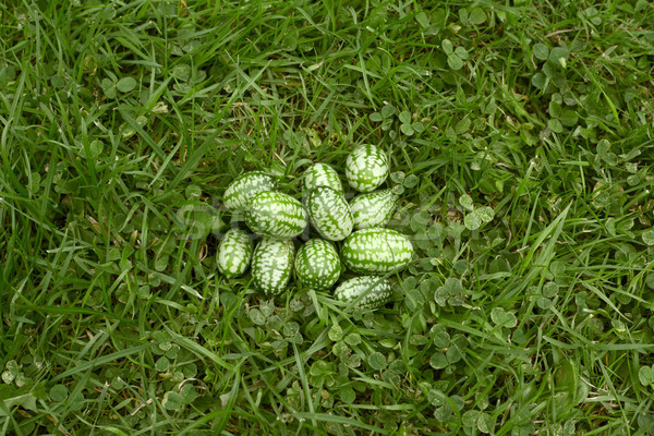 Mexicano grama verde comida grama Foto stock © sarahdoow