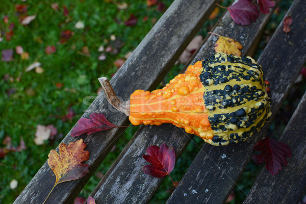 Bold orange and green warty ornamental gourd on bench  Stock photo © sarahdoow