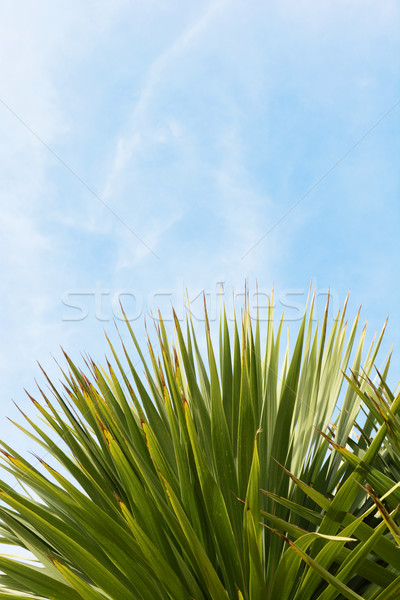 Evergreen yucca tree leaves against blue sky Stock photo © sarahdoow