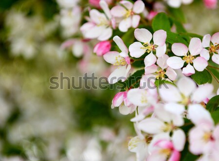 Foto d'archivio: Pallido · rosa · fiore · fiori · bokeh · messa · a · fuoco · selettiva