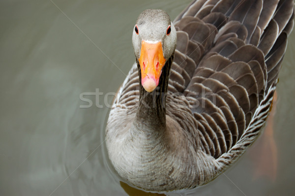 Greylag goose floating calmly on still waters Stock photo © sarahdoow