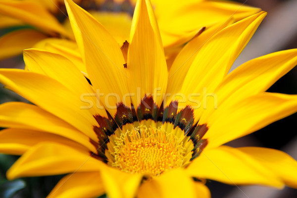 Gazania flower with bright yellow petals Stock photo © sarahdoow