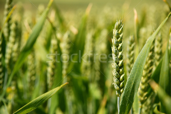 Closeup of stalk of wheat in a field Stock photo © sarahdoow