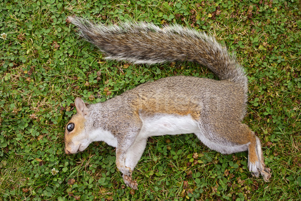 6027718_stock-photo-dead-female-squirrel-on-grass.jpg