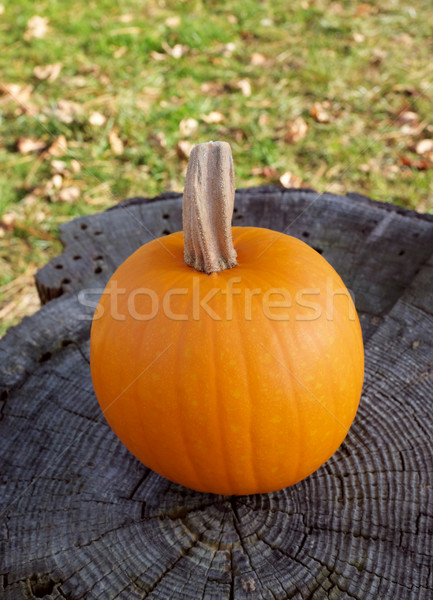 Ripe pumpkin on a grey tree stump with green grass and dry autum Stock photo © sarahdoow