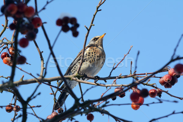 Stock photo: Fieldfare perching on branch of crabapple tree in bright sunligh