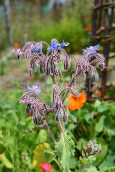 Borage plant with downturned blue flowers  Stock photo © sarahdoow