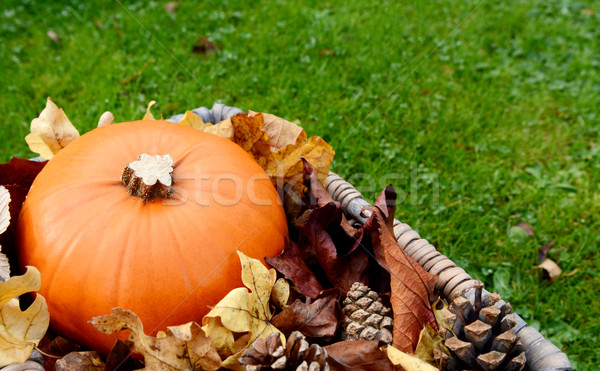 Foto stock: Primer · plano · maduro · calabaza · hojas · de · otoño · abeto · cesta