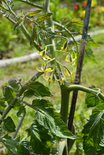 Gelben Blüten Tomaten Anlage Bündel Obst Garten Stock foto © sarahdoow