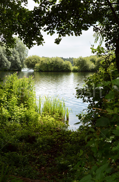 Jezioro drzew zacieniony banku roślin rosną Zdjęcia stock © sarahdoow