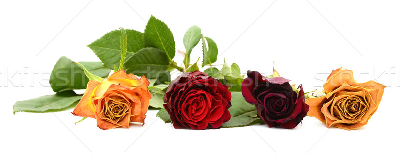 Row of four fading rose blooms Stock photo © sarahdoow