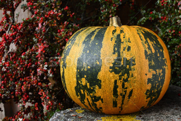 Large pumpkin with stripes, surrounded by fall berries Stock photo © sarahdoow