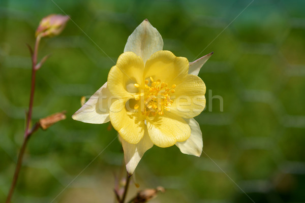 Sápadt citromsárga virág zöld egyéb Stock fotó © sarahdoow