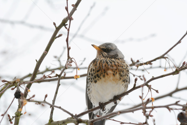 Fieldfare with spotted plumage sits on a tree branch Stock photo © sarahdoow