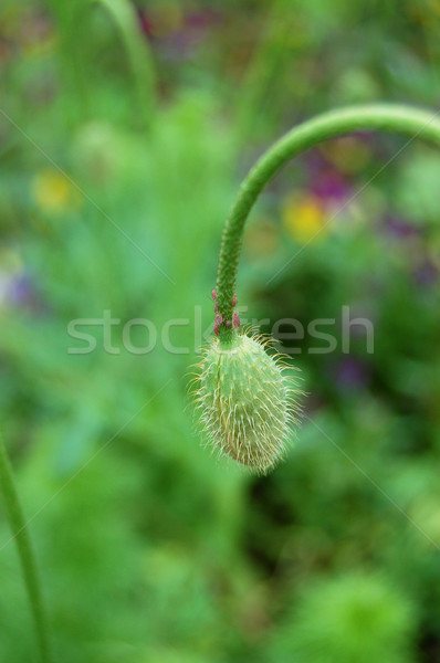 Fiore bud in giro papavero campo insetto Foto d'archivio © sarahdoow