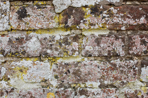 Weathered brick wall covered in lichen  Stock photo © sarahdoow