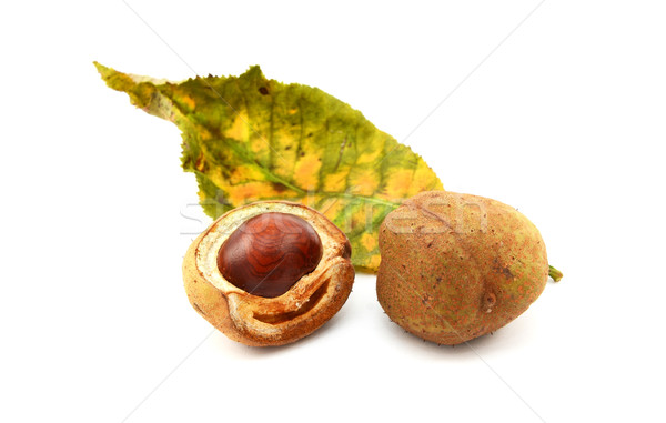 Red horse chestnut tree leaf and conker cases and seed Stock photo © sarahdoow