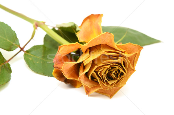 Yellow rose flower with faded petals Stock photo © sarahdoow