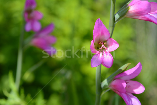 Pink gladiolus flowers in selective focus Stock photo © sarahdoow