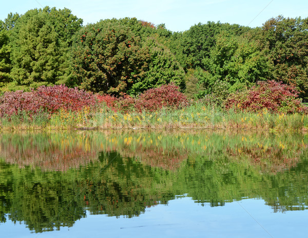 Stock photo: Green trees and red plants at pond edge