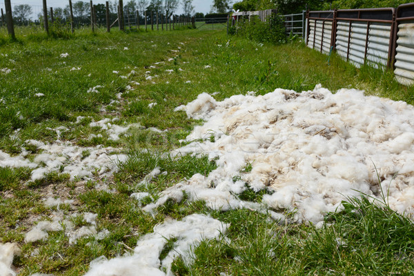 Heap of fleece shearings Stock photo © sarahdoow