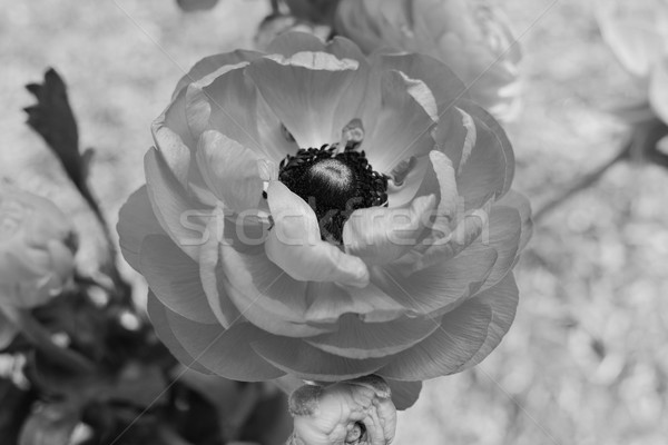 Ranunculus flower Stock photo © sarahdoow