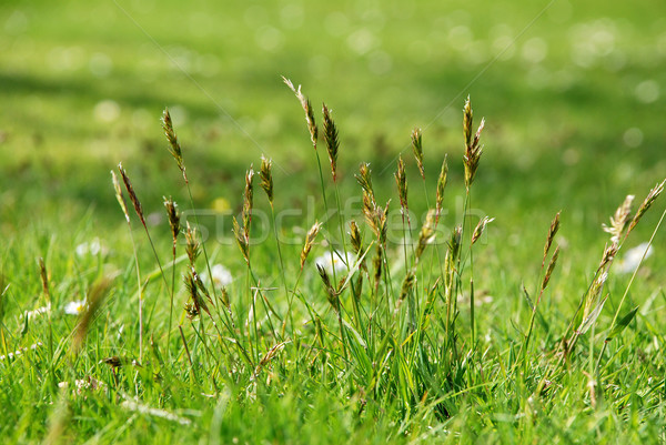 Detail of tall grasses in a meadow Stock photo © sarahdoow