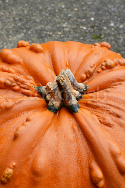Unusual large orange pumpkin with warty texture Stock photo © sarahdoow