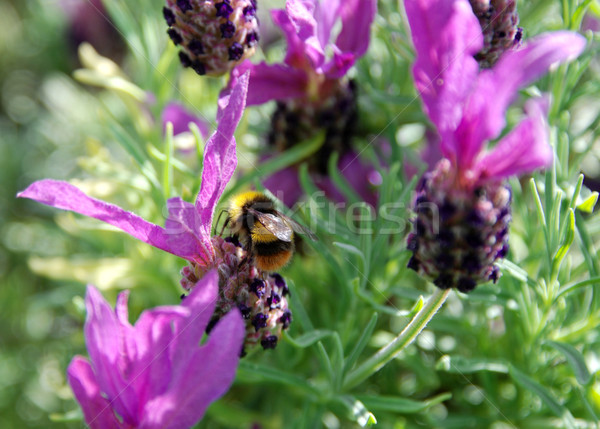 Bumble bee pollinates butterfly lavender flowers Stock photo © sarahdoow