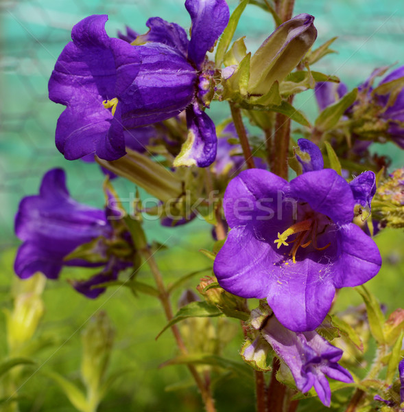 Stock photo: Purple flowers of a campanula plant 