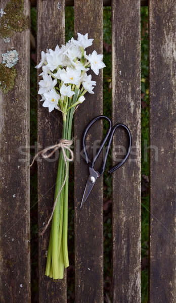Narcissus flowers tied with twine, next to scissors Stock photo © sarahdoow