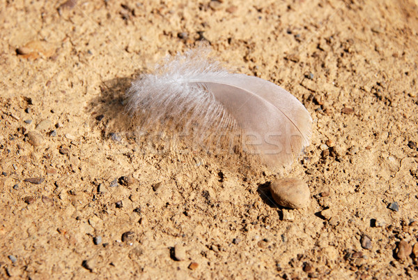 Delicate feather on stony, hard ground Stock photo © sarahdoow