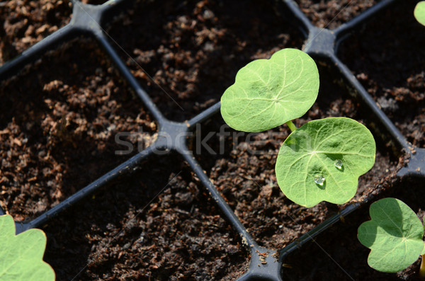 Droplets of water on leaf of a nasturtium seedling  Stock photo © sarahdoow