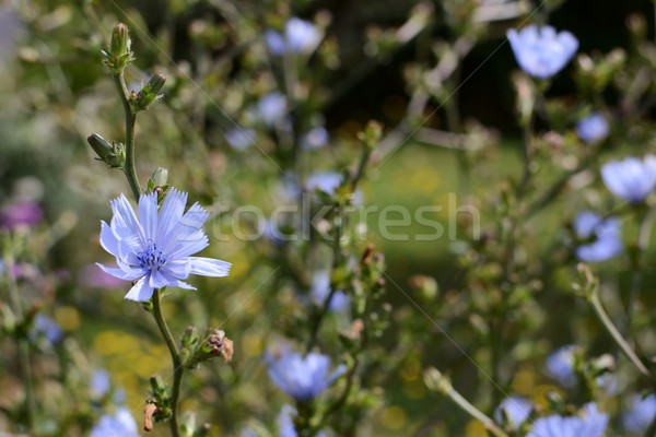 Delicate blue chicory flowers Stock photo © sarahdoow
